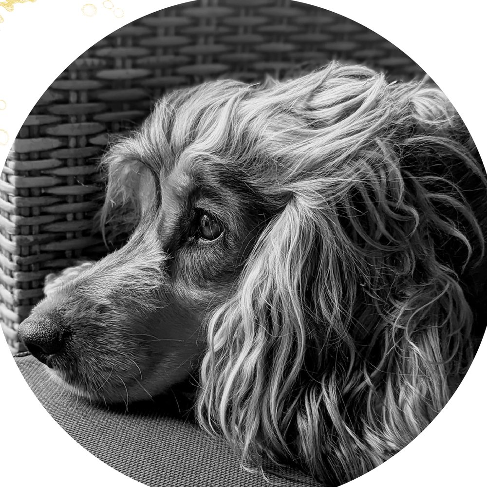 Artie resting her chin on a wicker chair.