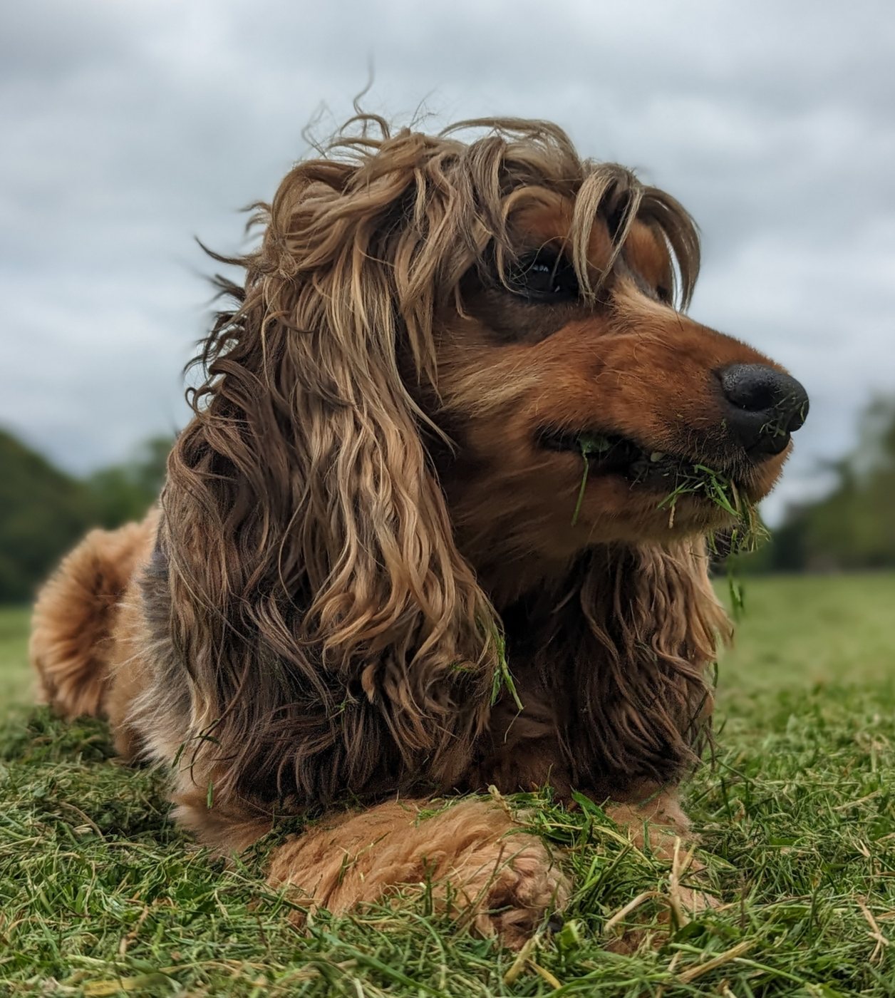Artie with a mouthful of grass.