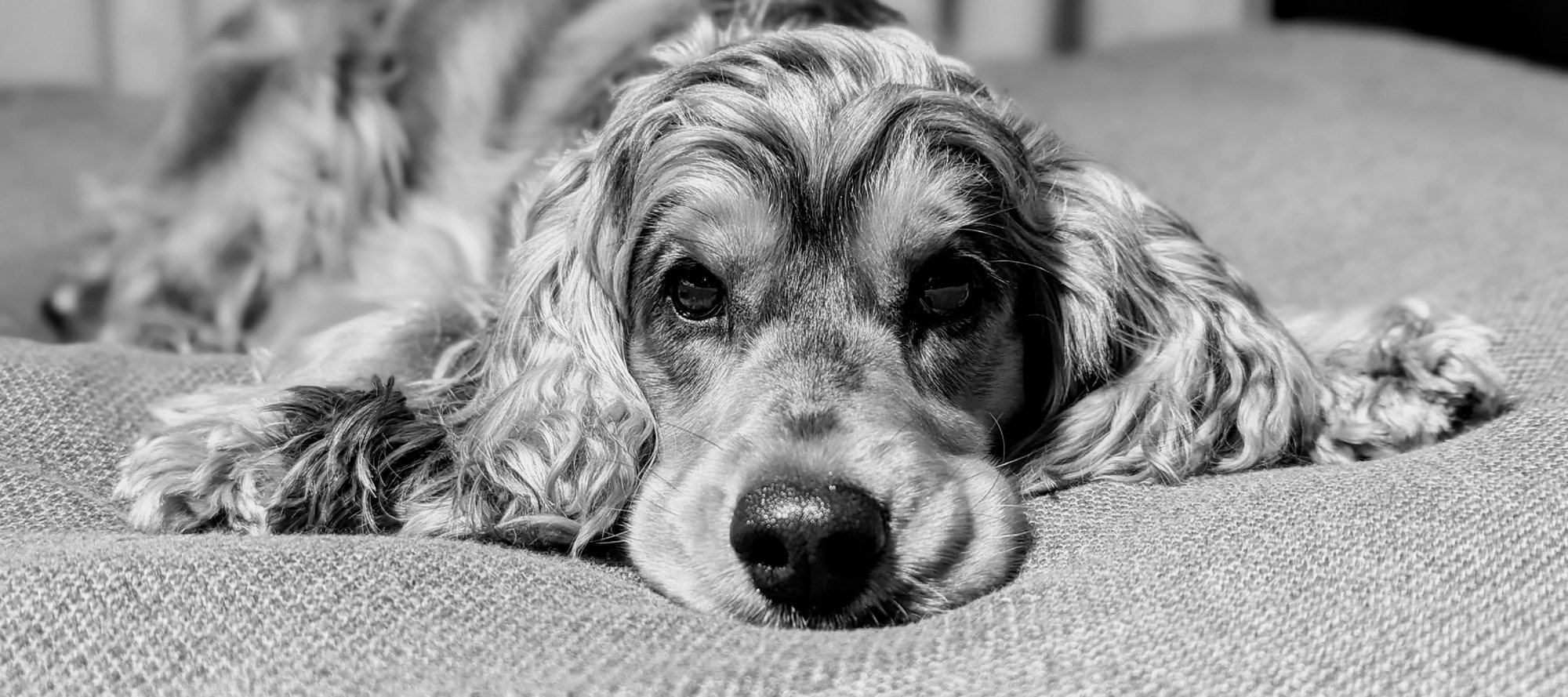 Artie lying flat on a sofa, black and white.