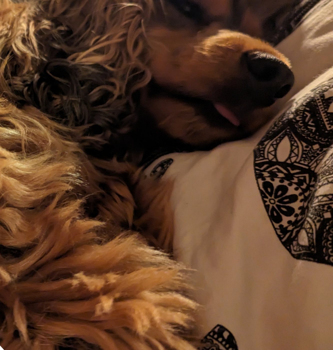 Artie on a bed with her tongue poking out.