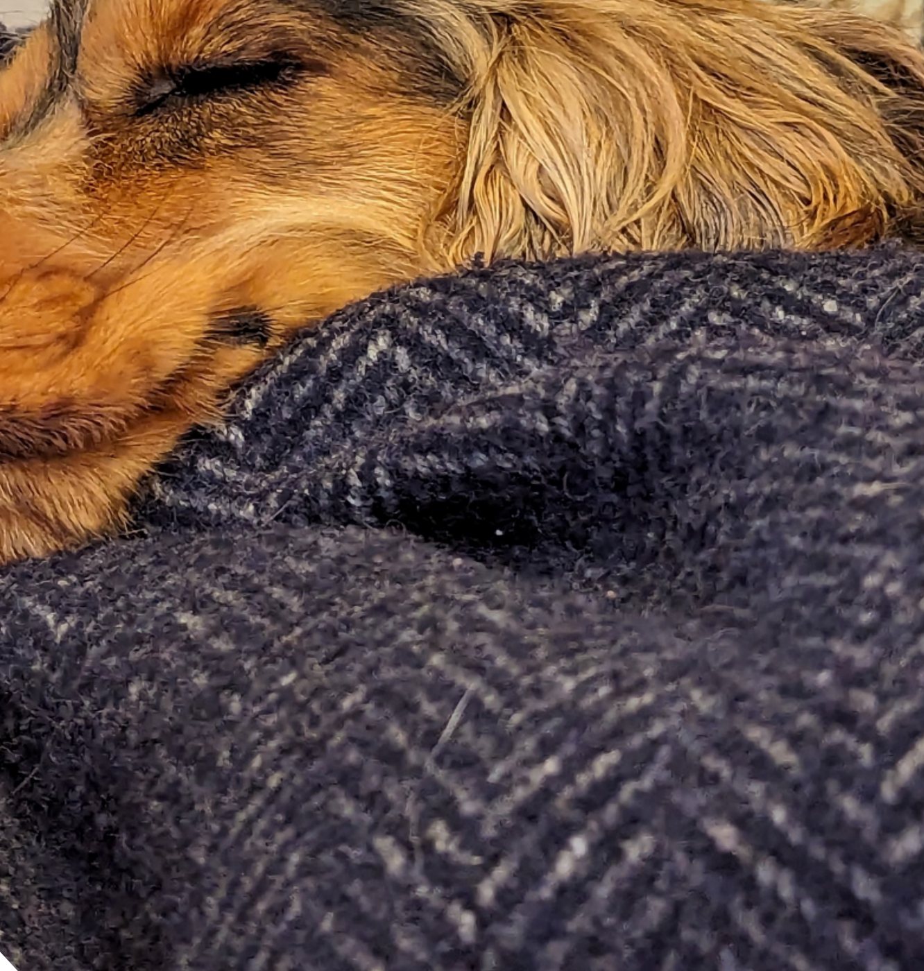 Artie asleep in a blanket.