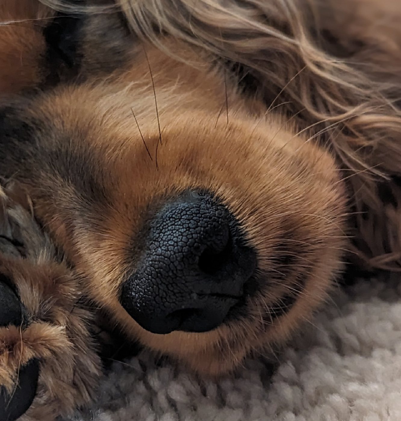 Artie asleep with a paw under her nose.