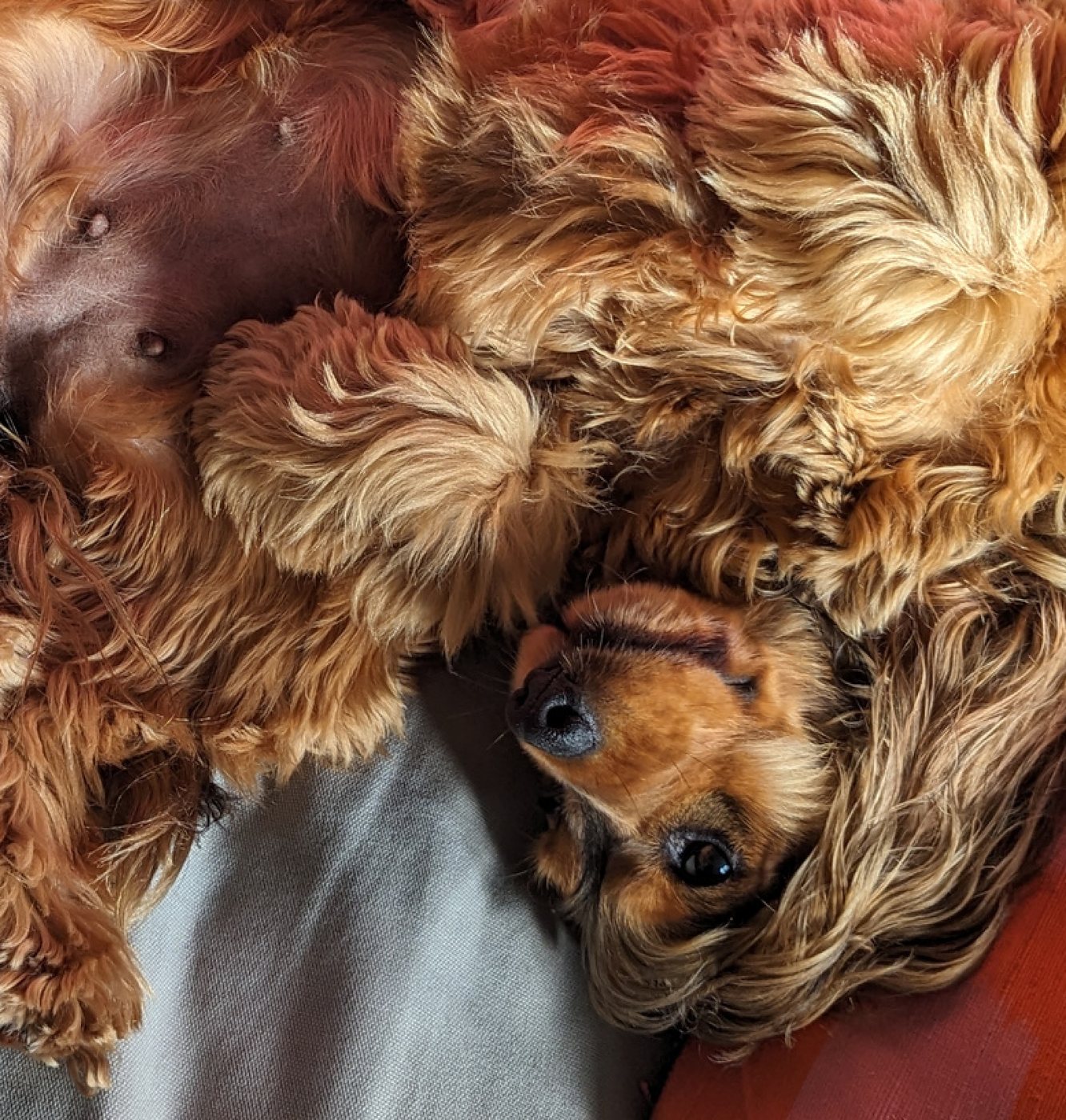 Artie upside down on the sofa.