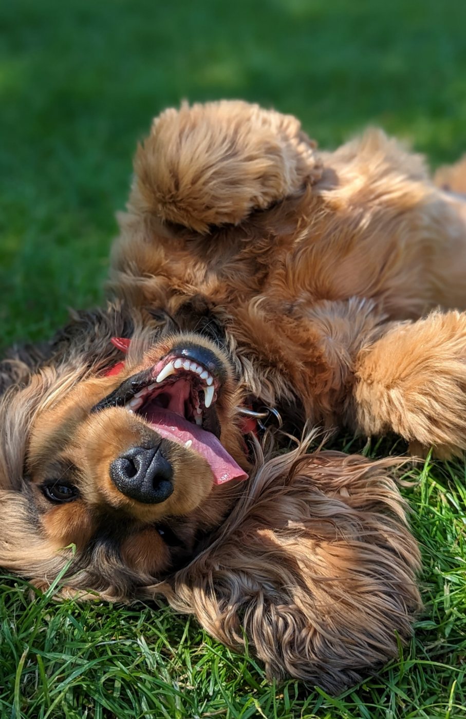 Artie rolling in the grass.