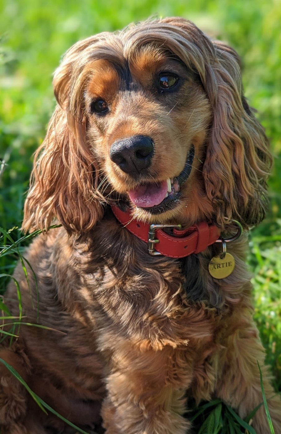 Artie sitting in long grass in the sun.